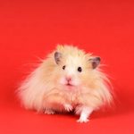 fluffy angora hamster on a red background. High quality photo